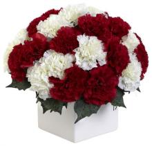 Red and White Carnations Red and White Carnations